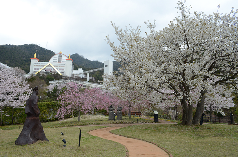 20170409　【桜情報】いちばんの見ごろを迎えています！11